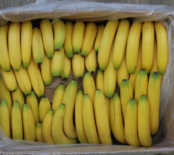 maduración plátanos