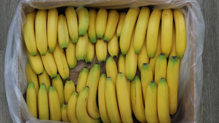 maduración plátanos