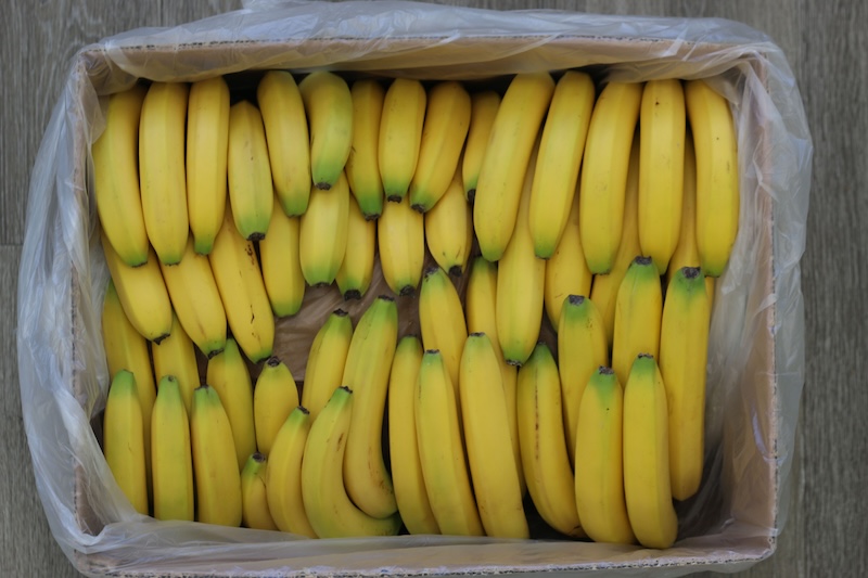 maduración plátanos