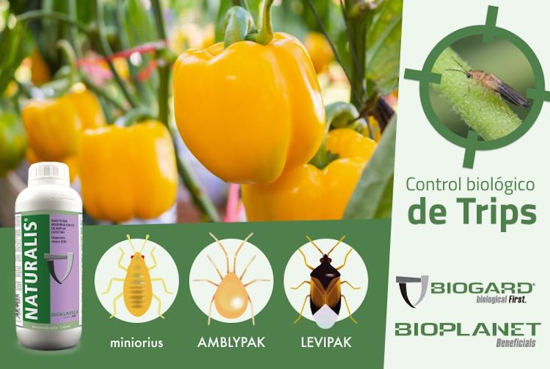 Biogard® refuerza el control biológico de parvispinus en pimiento » FyH ...