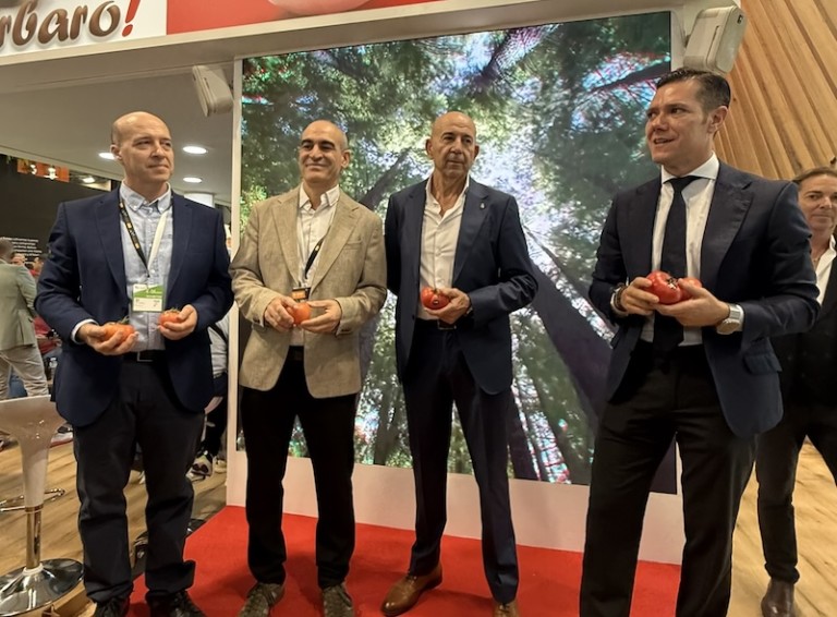 Nunhems CASI tomate rosa