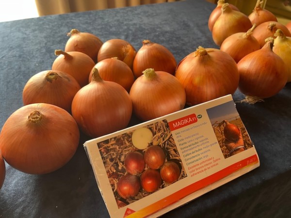 Cora Seeds cebolla