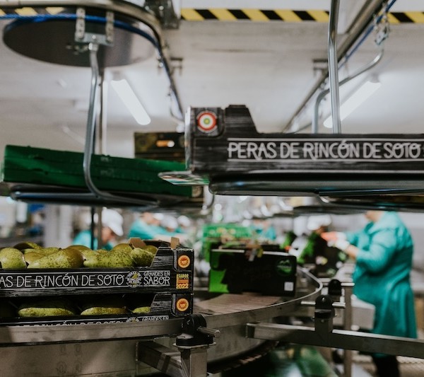 Peras Rincón De Soto