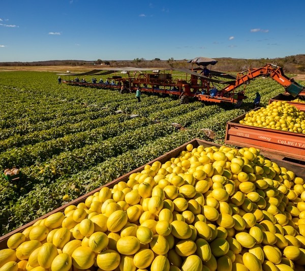 Itaueira melones REI