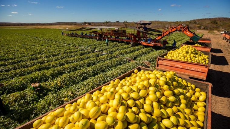 Itaueira melones REI