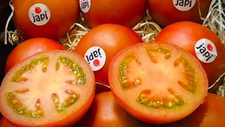 Sakata tomate Japi
