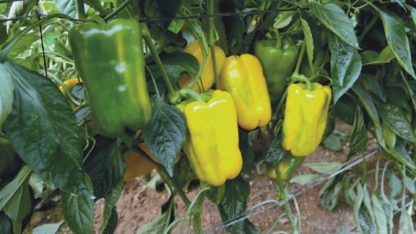 pimiento conservación