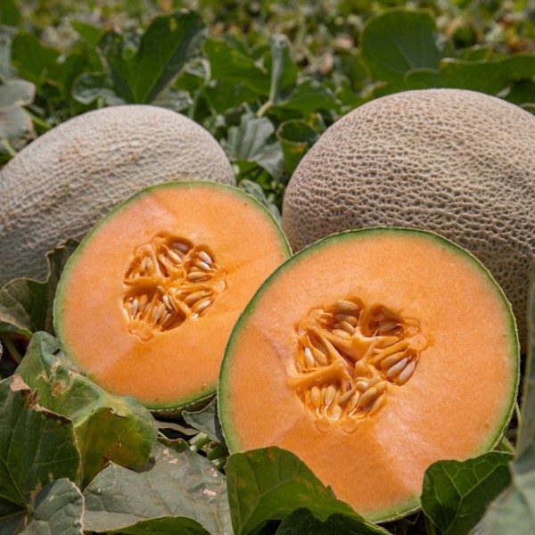 Martori Farms melones