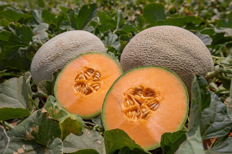 Martori Farms melones