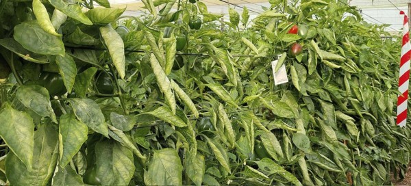 Syngenta oídio pimiento