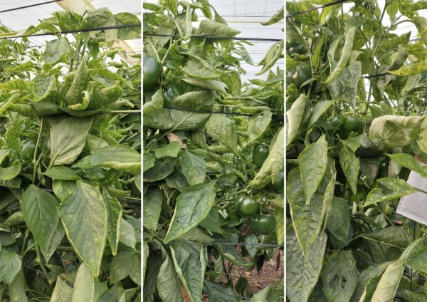 Syngenta oídio pimiento