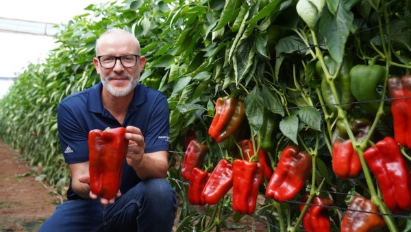 lamuyo resistencia a oídio