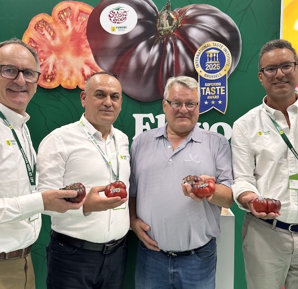 Sweetloom Yuksel Seeds