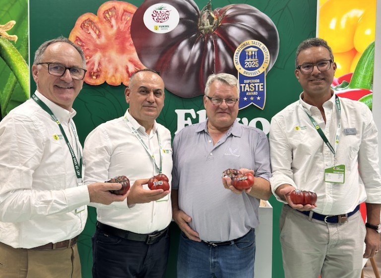 Sweetloom Yuksel Seeds