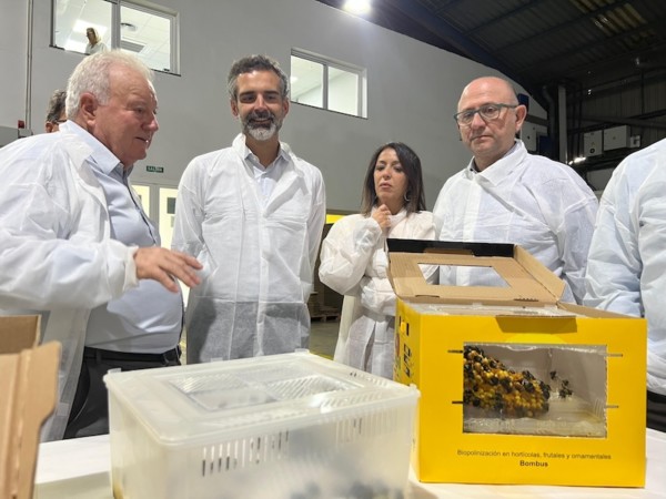 superficie pimiento parvispinus