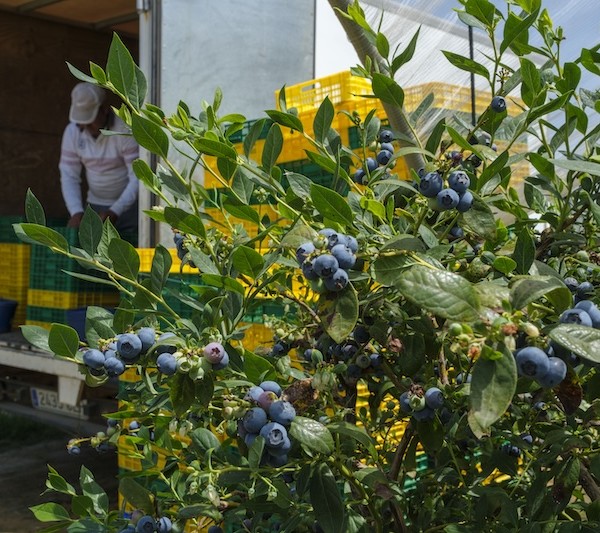 mercado arándanos