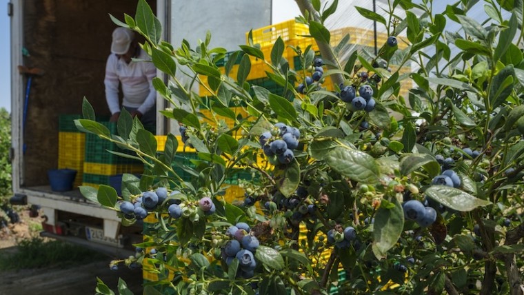 mercado arándanos