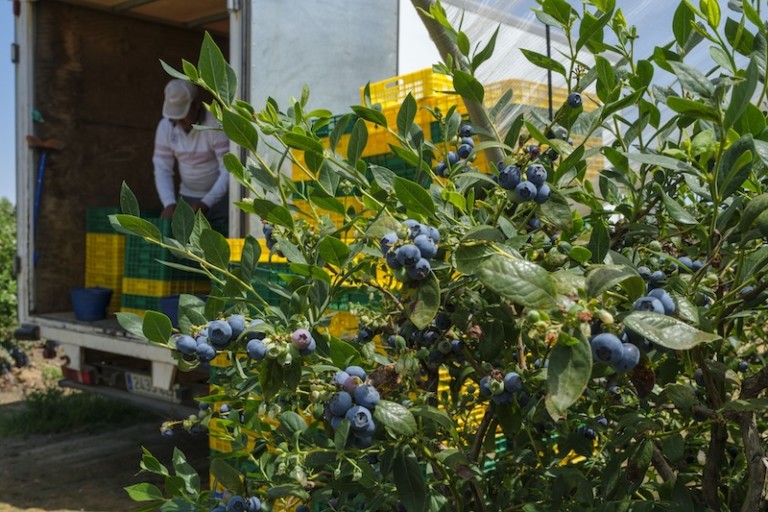 mercado arándanos