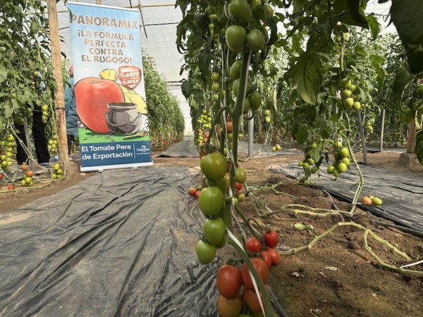 tomate Panoramix