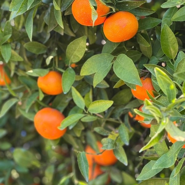 mandarina Earlyna