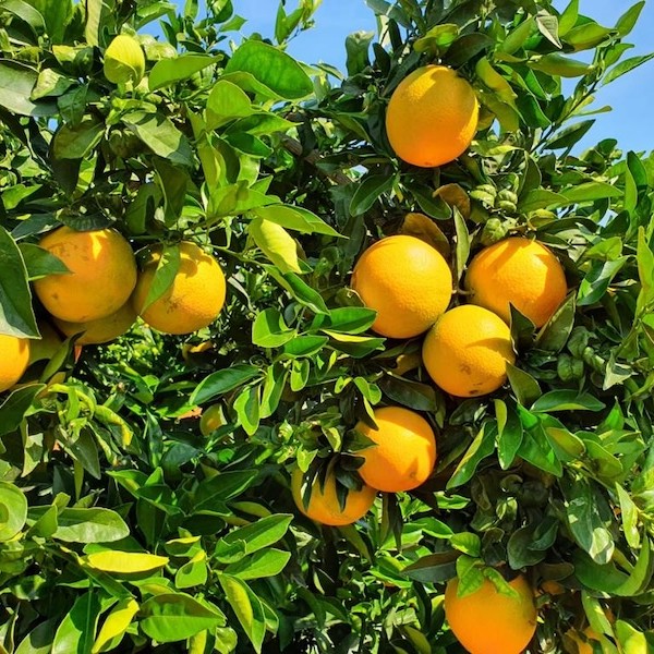 cítricos del Algarve