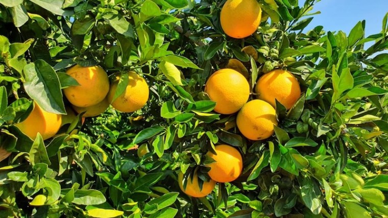 cítricos del Algarve