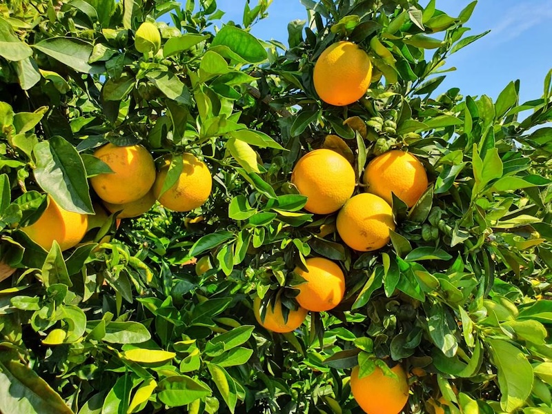 cítricos del Algarve