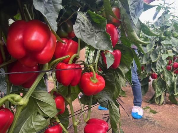 Syngenta pimiento California