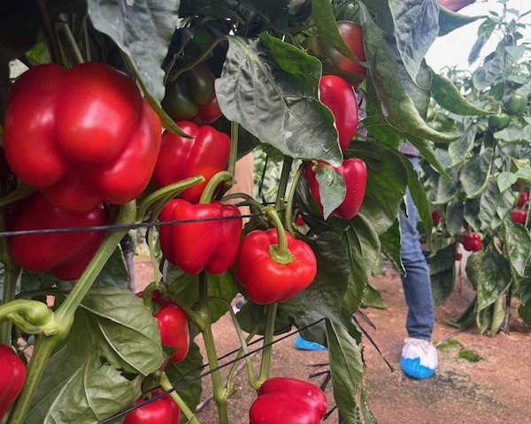 Syngenta pimiento California