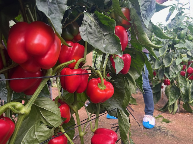 Syngenta pimiento California