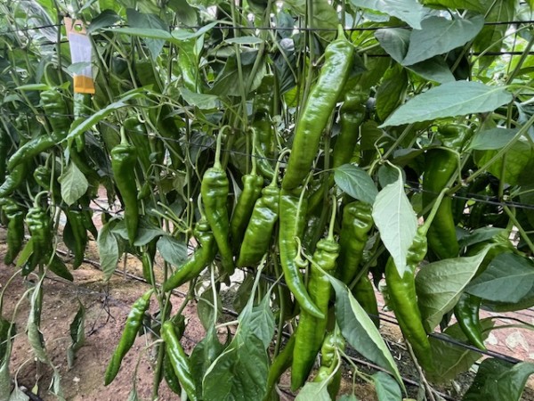 Ramiro Arnedo pimiento italiano