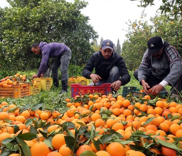 arancel mandarinas Sudáfrica