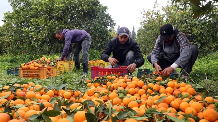 arancel mandarinas Sudáfrica