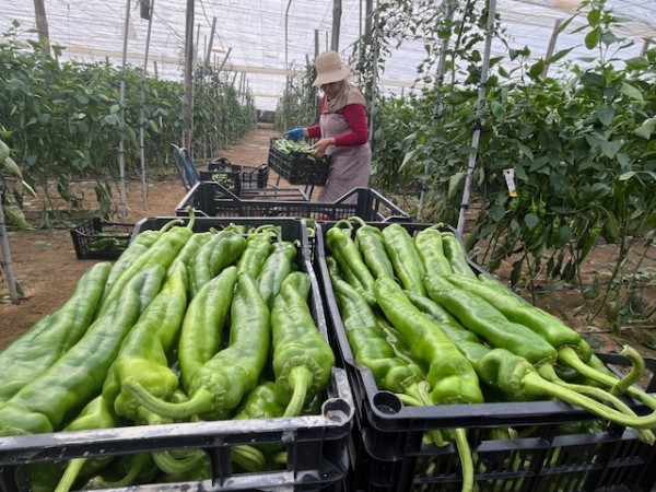 Pimiento italiano Ramiro Arnedo