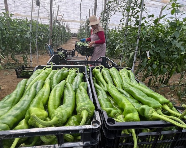 Pimiento italiano Ramiro Arnedo