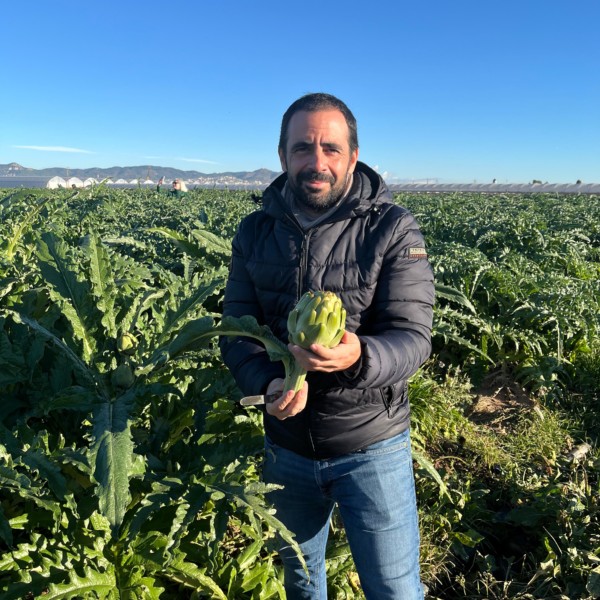 alcachofa Green Queen