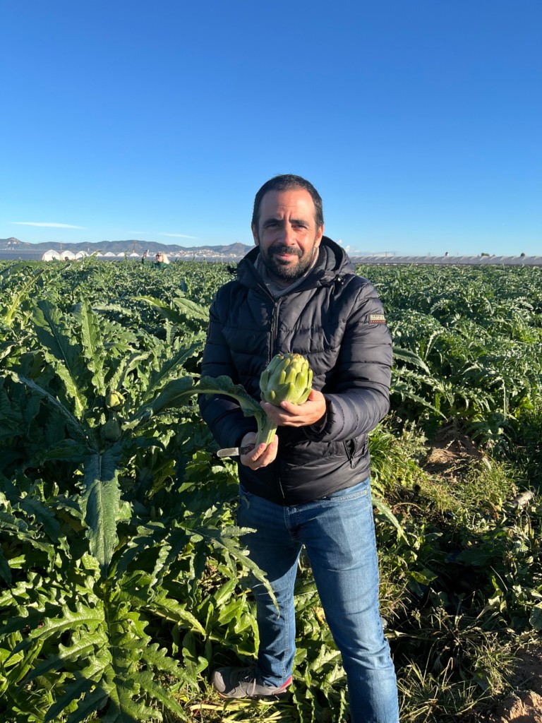alcachofa Green Queen