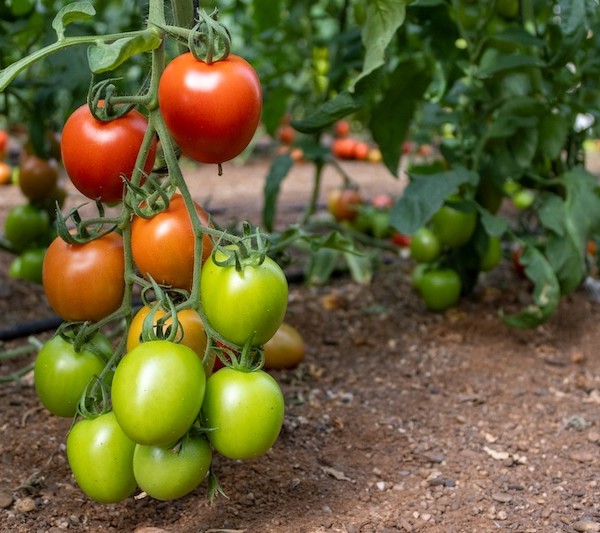 tomate pera Panoramix
