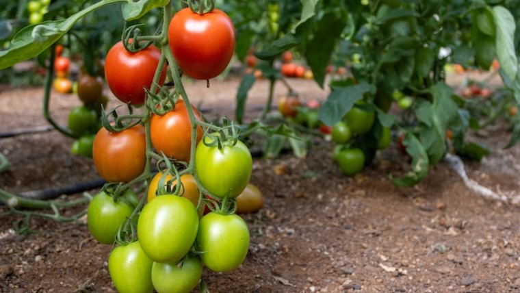 tomate pera Panoramix