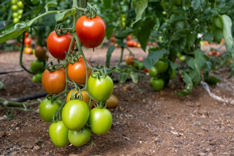 tomate pera Panoramix
