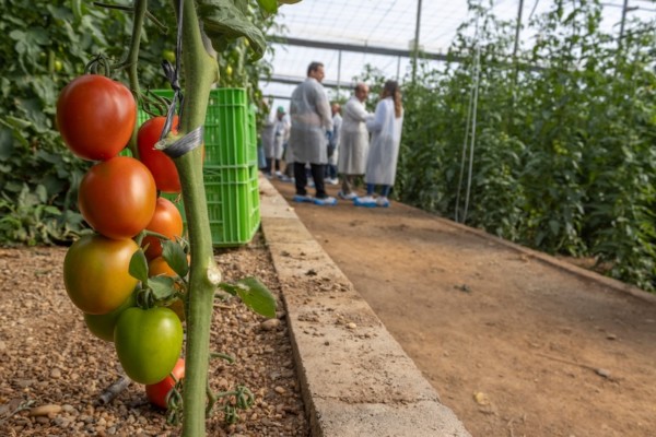 tomate pera Panoramix
