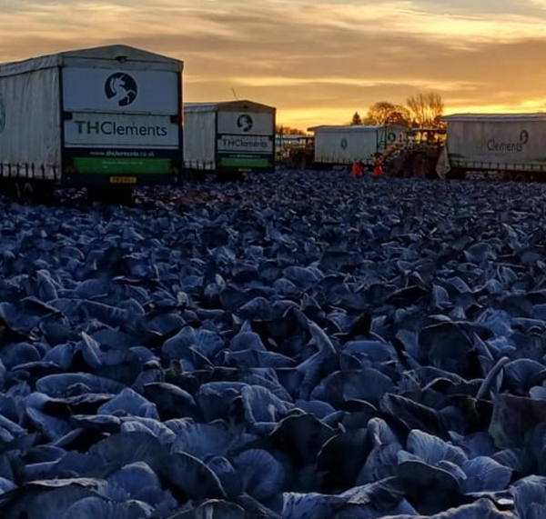 col morada consumo Reino Unido