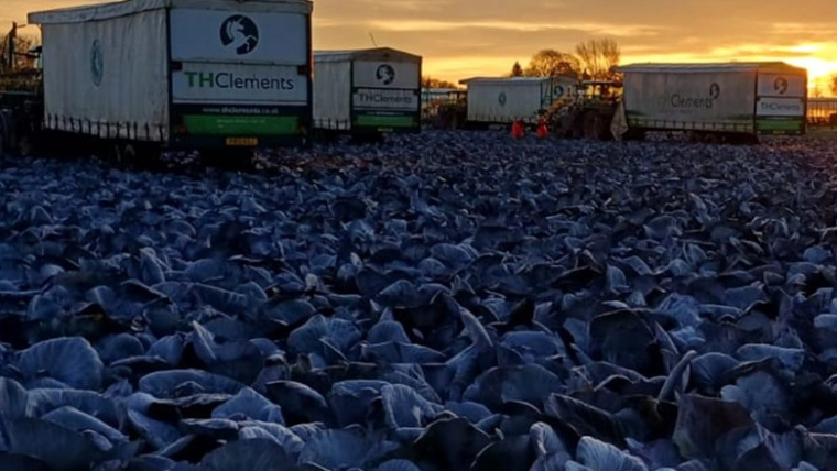 col morada consumo Reino Unido