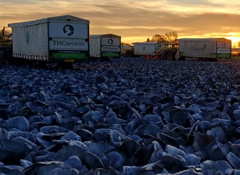 col morada consumo Reino Unido