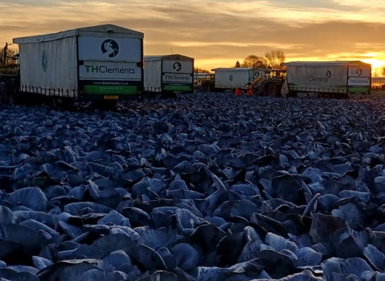 col morada consumo Reino Unido