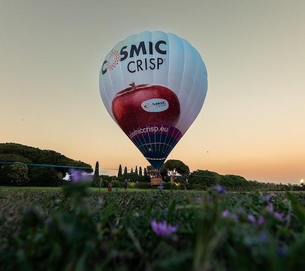 Cosmic Crisp manzana