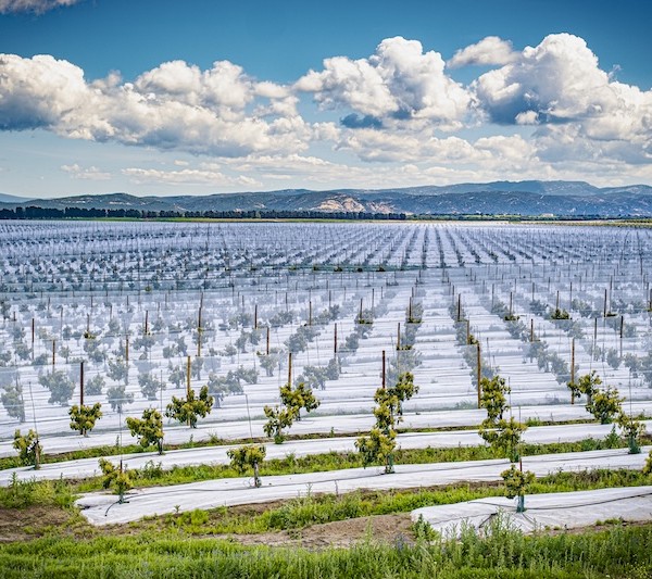 Finca Las Lomas aguacate