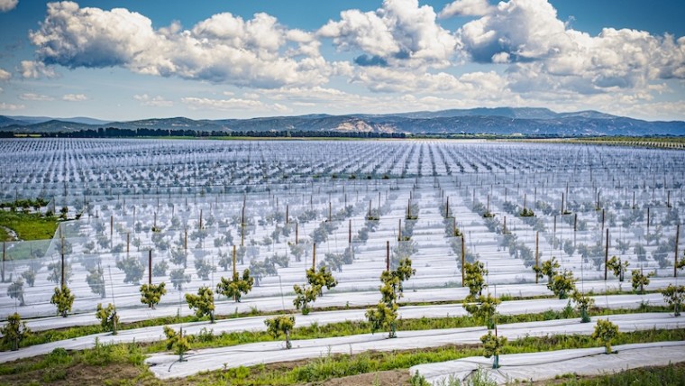 Finca Las Lomas aguacate