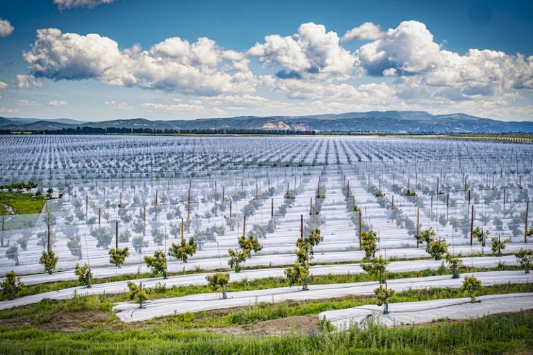 Finca Las Lomas aguacate