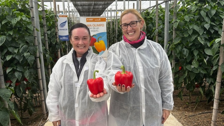 Nunhems pimiento California